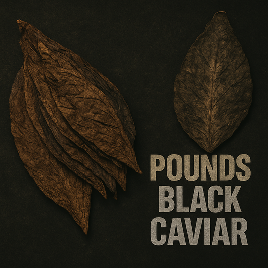 Black Caviar Grabba Leaf — 1 LB Bulk Pack