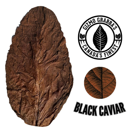 🖤🌟 Black Caviar Grabba Leaf Fronto - Premium Dark Air-Cured Whole Leaf | Rich & Robust Full-Bodied Flavor 📍