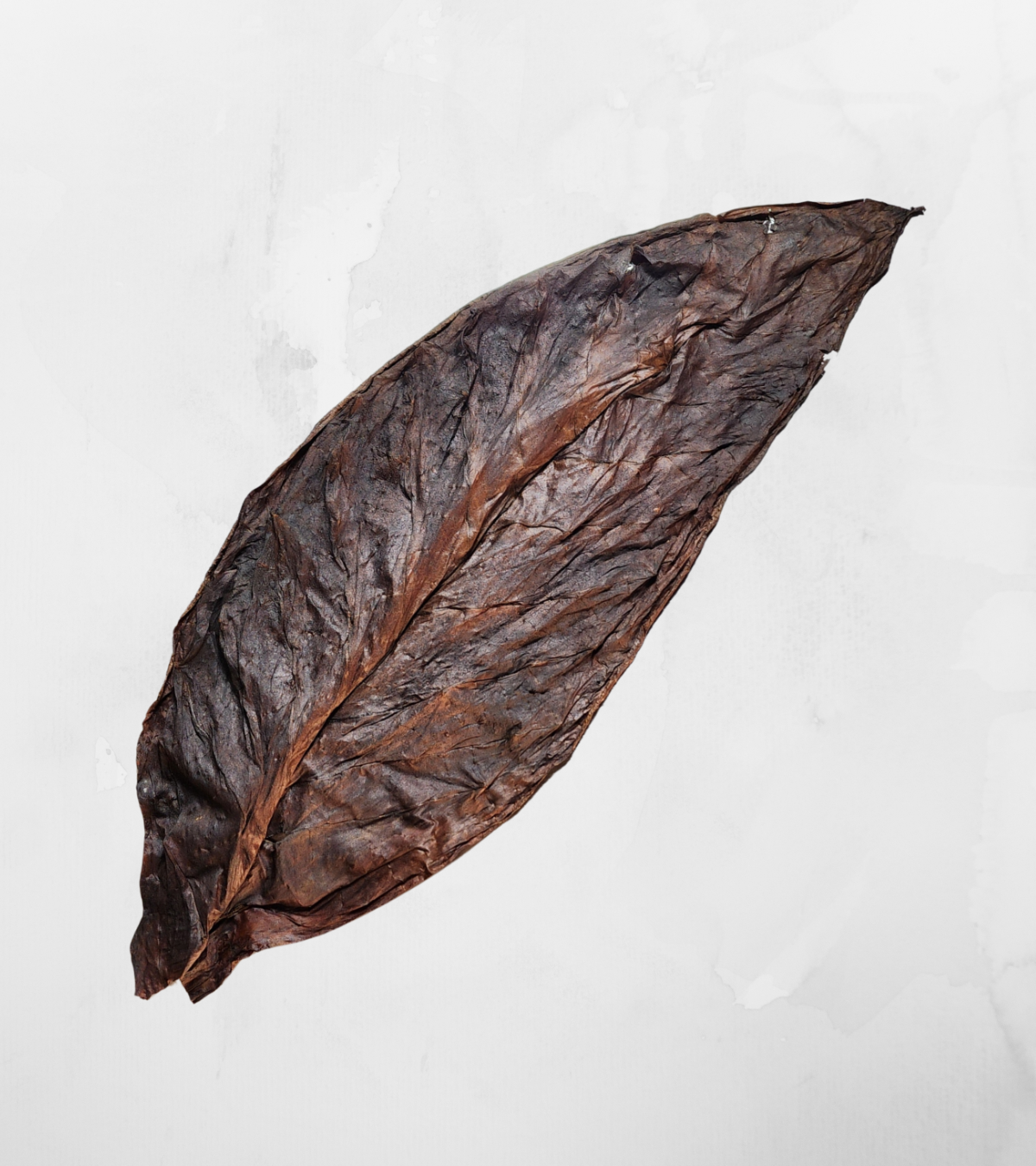 Jamaican Light Fire-Roasted Grabba Leaf – Smooth, Mellow Tobacco for Rolling GizmoGrabbas Grabba Leaf